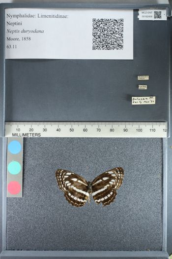 Media type: image;   Entomology 162408